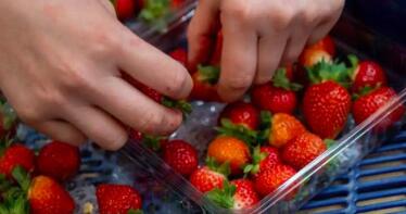 La fresa encabeza el crecimiento de las exportaciones de fruta de Andalucía en 2025