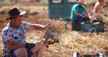El ajo espera una cosecha a la baja por la pérdida de superficie en Córdoba