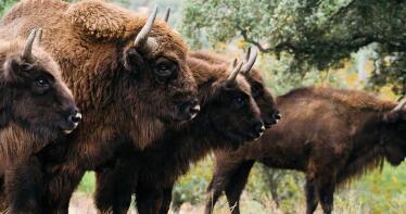 La finca andaluza que se ha convertido en el refugio del bisonte europeo, especie protegida