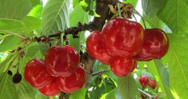 Andalucía alcanza los 3.500 millones de euros en exportaciones de productos hortofrutícolas en el primer trimestre de 2024