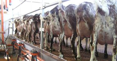 Nuevo «mazazo» para el caprino de leche: Lactalis propone una nueva bajada del precio en origen