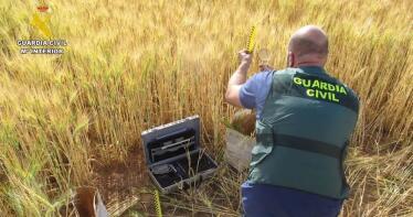Dos detenidos y catorce investigados por comerciar ilegalmente variedades de cereal protegidas