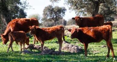El sector ganadero de Córdoba afronta el verano con optimismo al contar con más agua y tener menos costes