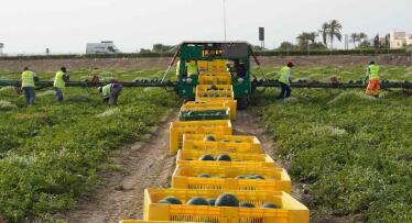 La empresa familiar de Almería que surte de la mejor sandía a Mercadona