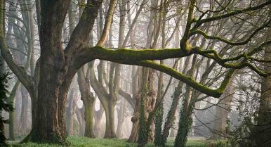 Lucha equitativa contra la deforestación