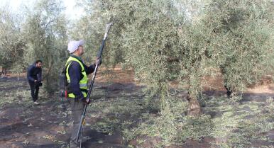 Estas son las novedades de los seguros de herbáceos, olivar y viñedo para esta campaña