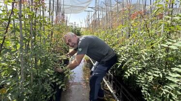 El pistacho se consolida como la alternativa rentable al olivar