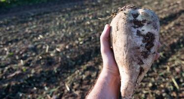 Los remolacheros acusan a la industria de retrasos en la recogida y pudrimiento de las cosechas