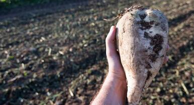 Los remolacheros acusan a la industria de retrasos en la recogida y pudrimiento de las cosechas