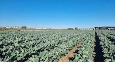 Una empresa andaluza produce las verduras más apreciadas en China