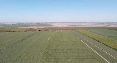 Cuenta atrás para la XI edición de Expoalgodón