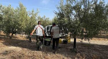La campaña de verdeo en Sevilla creará 45.000 puestos de trabajo a pesar de que será «corta» en algunas zonas