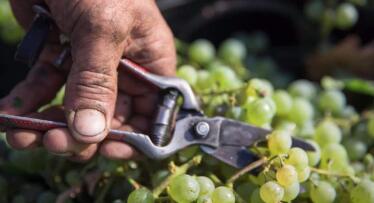 De Jerez a Italia: la innovación varietal, clave para el futuro del sector vitivinícola