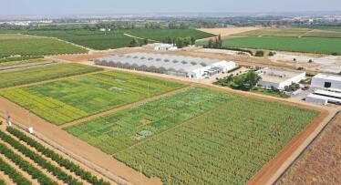 El girasol y el maíz del futuro, resistentes al cambio climático, se prueban en Sevilla