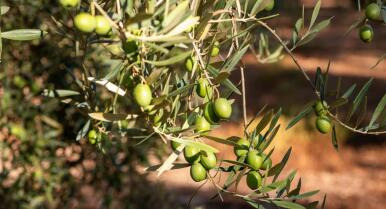 La Consejería de Agricultura subvencionará el seguro agrario en el momento de la contratación