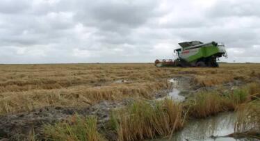 La recolección del arroz está llegando a su fin con buenos rendimientos pero con efectos de la pudenta