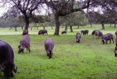 El sector del ibérico de Los Pedroches espera una montanera «espectacular»