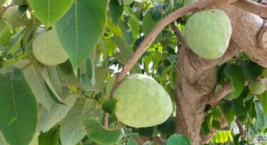 La única chirimoya de origen protegido está en Granada
