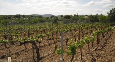 Recuperando la tradición enológica desde un rincón de Jaén