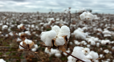 El éxito de Eucotton: una campaña que impacta a 200 millones de europeos y revitaliza el algodón europeo