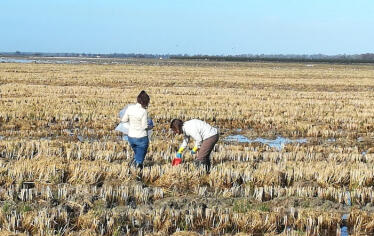Un avance sostenible en los arrozales de Doñana