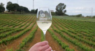 La cosecha 2024 del Condado de Huelva reafirma su excelencia