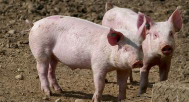 Unión de Uniones advierte sobre el impacto de la nueva normativa de bienestar animal en el sector porcino