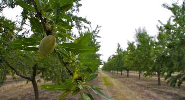 Andalucía lamenta que el Gobierno deje fuera a Huéscar de las ayudas de la PAC para frutos secos