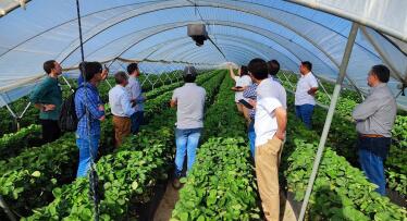 La Junta impulsa la digitalización del sector fresero andaluz con nuevas tecnologías