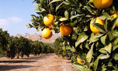 Exirel, nuevo insecticida de amplio espectro para cítricos, olivo y viña
