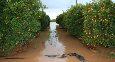 El campo andaluz, en vilo por las intensas lluvias: «el trigo lleva 25 días bajo agua, no sabemos cómo evolucionará»