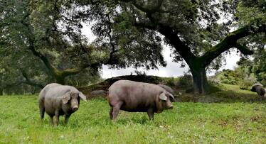 La campaña de montanera 2024/2025 se cierra con menos animales pero productos de máxima calidad