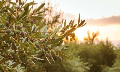 El olivar andaluz, víctima silenciosa de las olas de calor