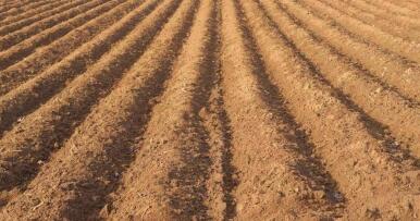 Asaja reclama poder labrar los barbechos para frenar las plagas de mosquitos