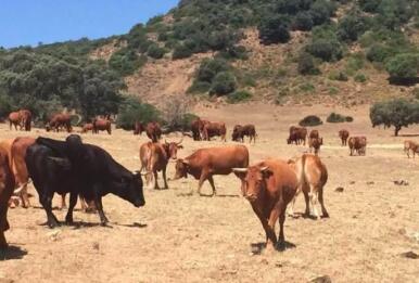 Los ganaderos afrontan el mejor verano en años al tener más agua y reducir sus costes