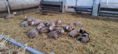 Un ensayo andaluz comprueba que el orujo de tomate fermentado mejora la salud de los corderos