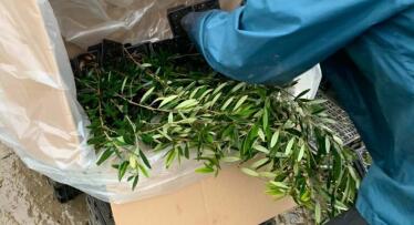 Los hongos permiten mejorar la rentabilidad del olivar del secano sin aumentar el riego