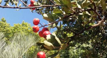 Las desconocidas frutas de Granada con más poder antioxidante que la manzana: «son como una crema anti envejecimiento»