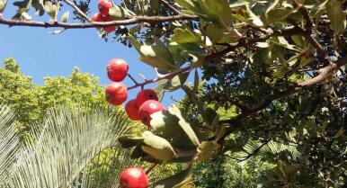 Las desconocidas frutas de Granada con más poder antioxidante que la manzana: «son como una crema anti envejecimiento»