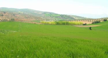 Los agricultores granadinos se manifestarán en defensa del sector del cereal