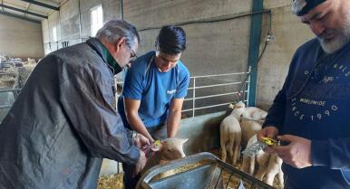 Usan el tomate fermentado para mejorar el estado de los corderos