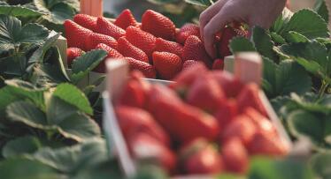 Los berries onubenses cierran campaña con menos producción pero más proyección internacional