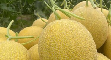 El melón de Sanlúcar que los fruteros buscan como el oro: «Tiene un sabor único»