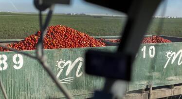 El tomate concentrado de Las Marismas, de Lebrija al resto del mundo