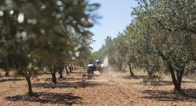 Andalucía destina más de 300 millones en ayudas para relevo generacional y modernización agrícola