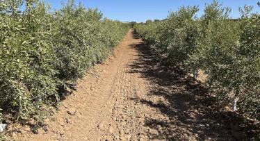 AlgosurPlant potencia el olivar de secano como opción rentable