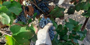 El Ministerio de Agricultura ‘fulmina’ la tradicional tintilla de Rota ante el enfado del sector