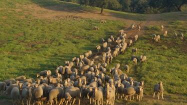 La vacunación contra la lengua azul decidirá la campaña navideña de cordero