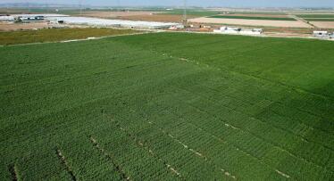 Expoalgodón celebrará su XII edición el 2 de octubre en Lebrija