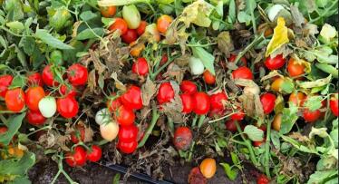 El tomate para industria del Bajo Guadalquivir teme pérdidas millonarias por los efectos de las olas de calor